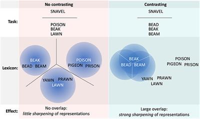 Contrasting Similar Words Facilitates Second Language Vocabulary Learning in Children by Sharpening Lexical Representations